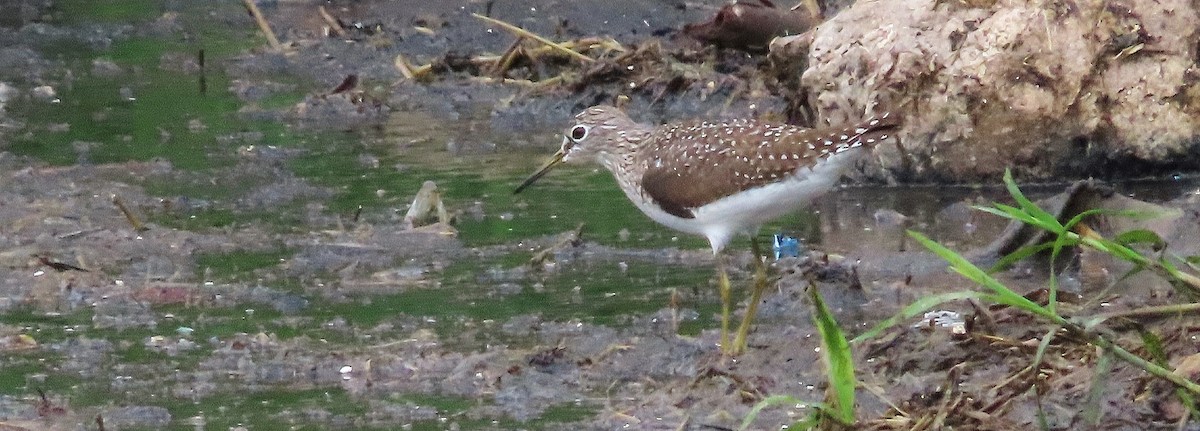 Solitary Sandpiper - ML633932850