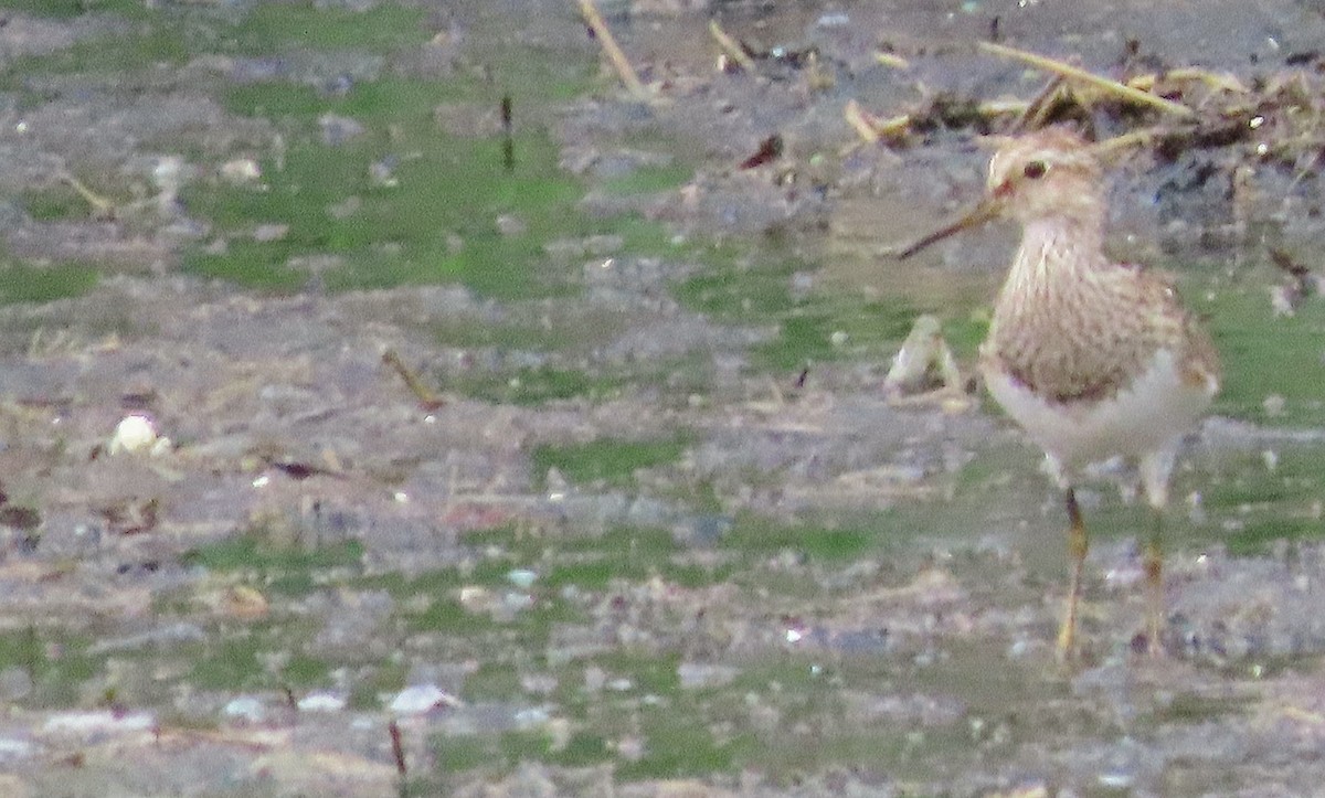 Pectoral Sandpiper - ML633932873