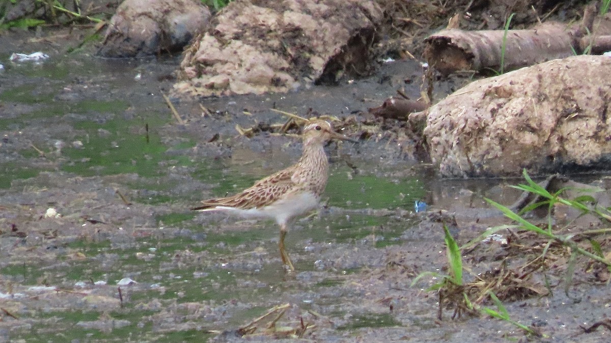 Pectoral Sandpiper - ML633932874
