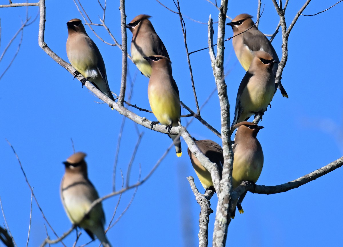 Cedar Waxwing - ML633932895