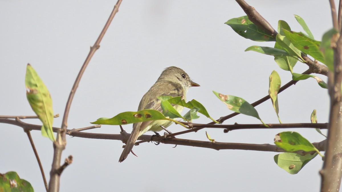 Willow Flycatcher - ML633932903