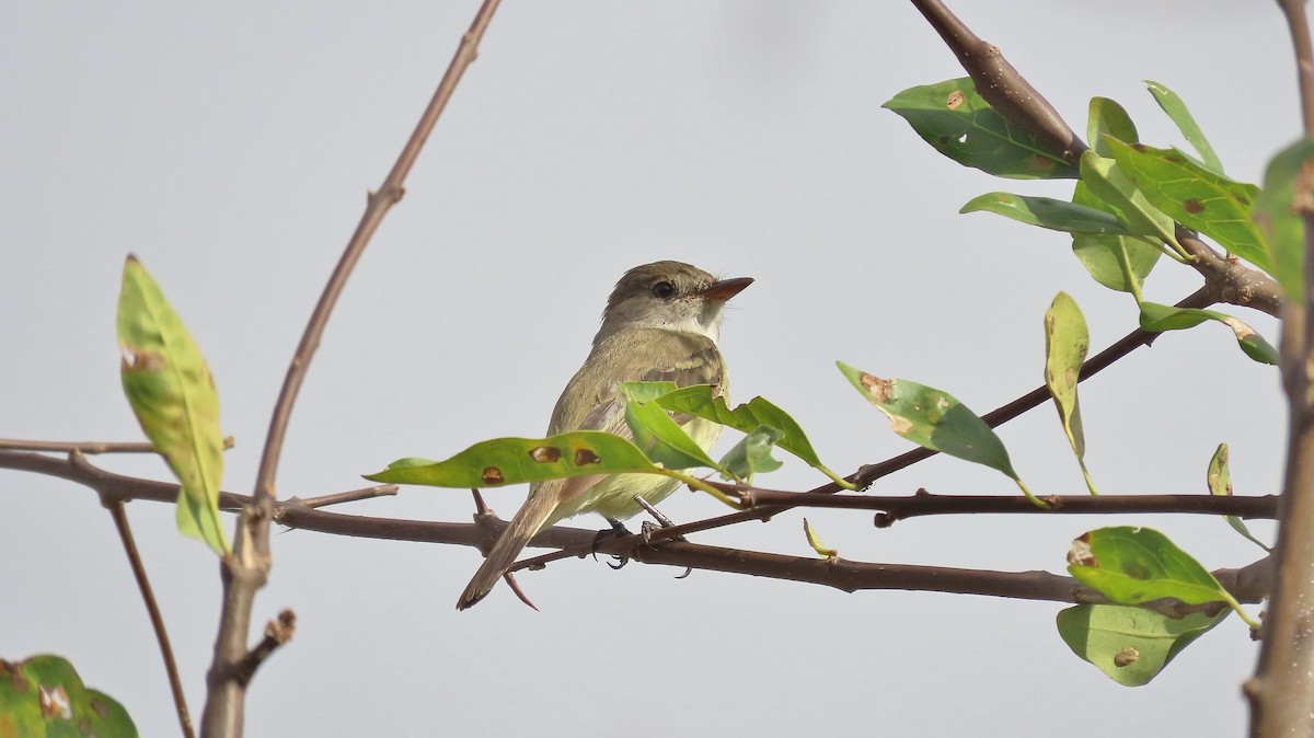 Willow Flycatcher - ML633932908