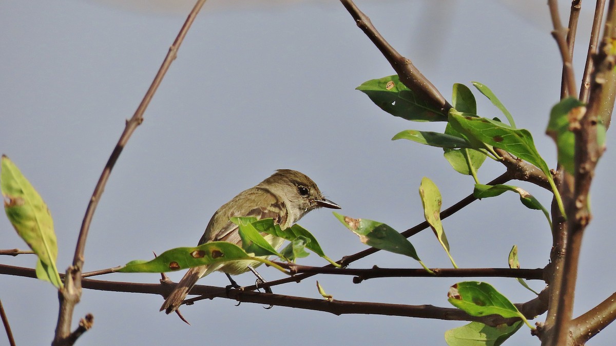 Willow Flycatcher - ML633932911