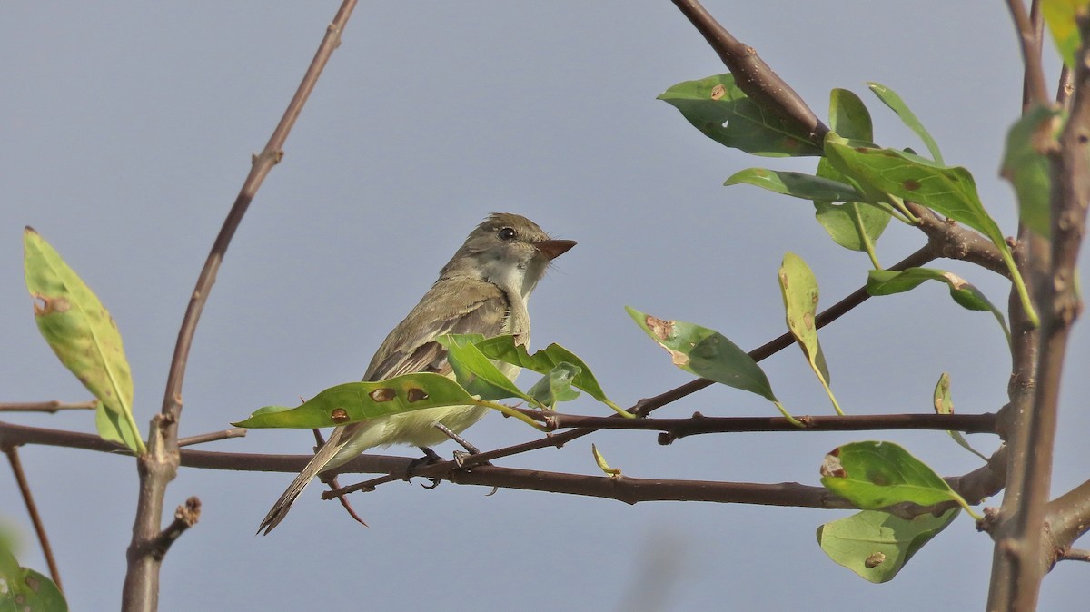 Willow Flycatcher - ML633932913