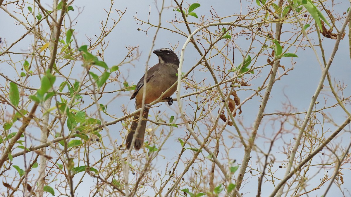 Cinnamon-bellied Saltator - ML633932950