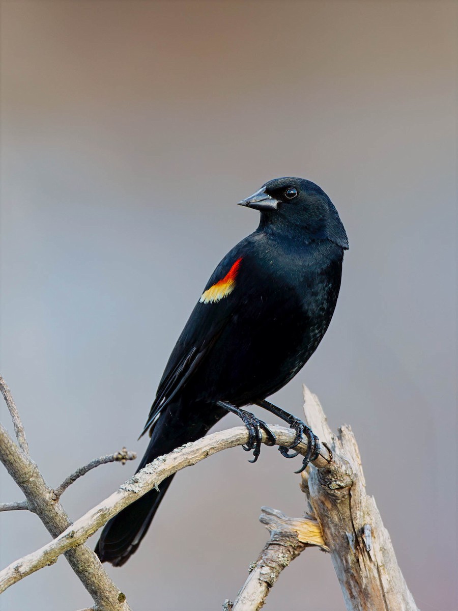 Red-winged Blackbird - ML633933010
