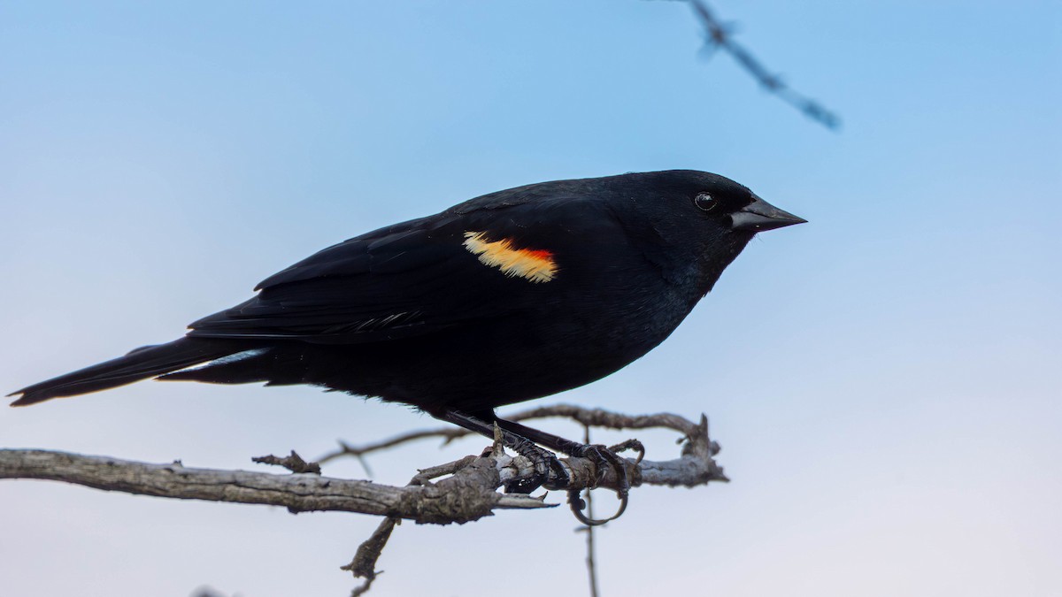 Red-winged Blackbird - ML633933011