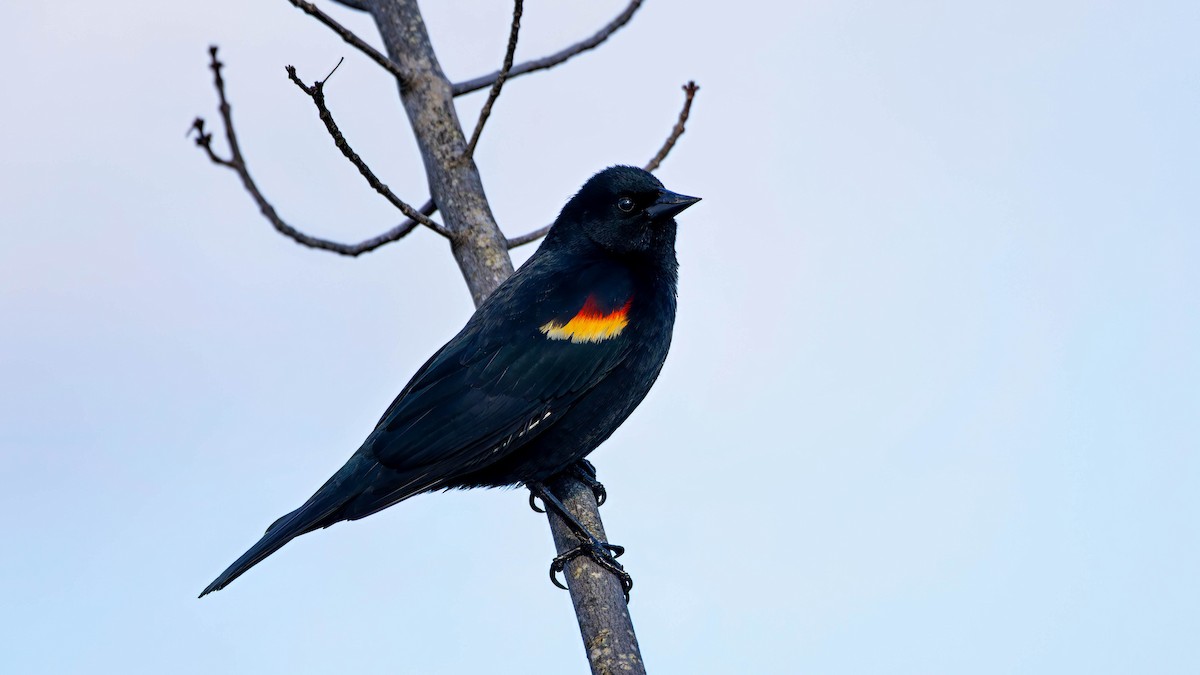 Red-winged Blackbird - ML633933012