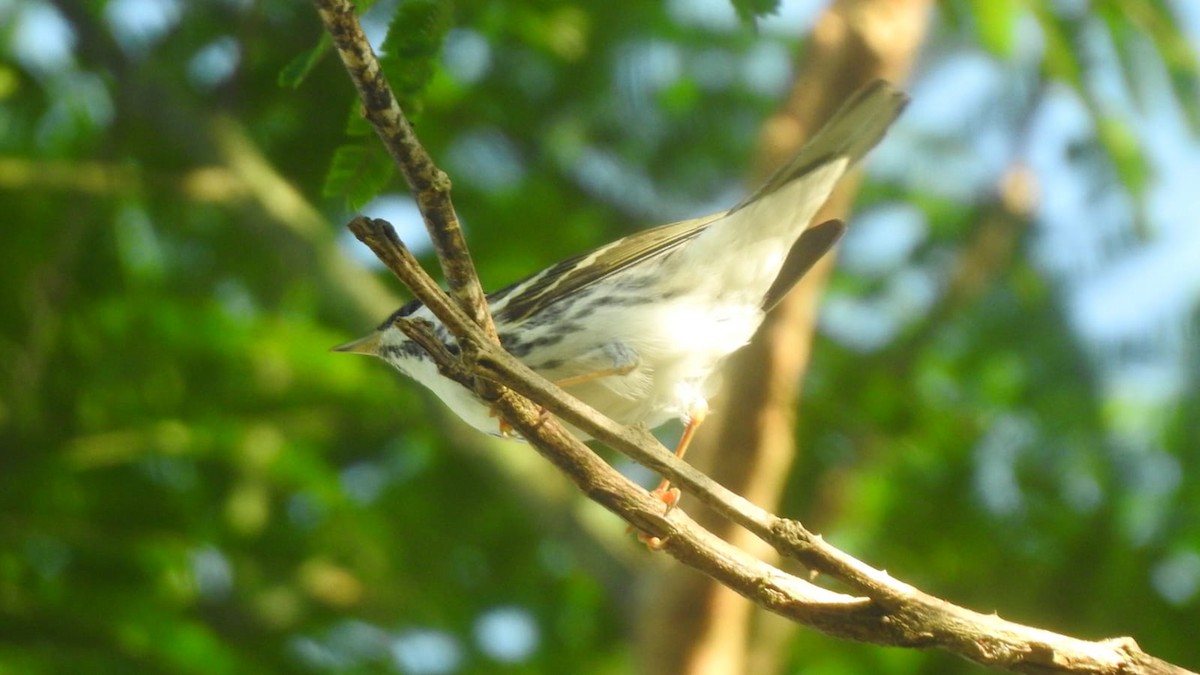 Blackpoll Warbler - ML633933015