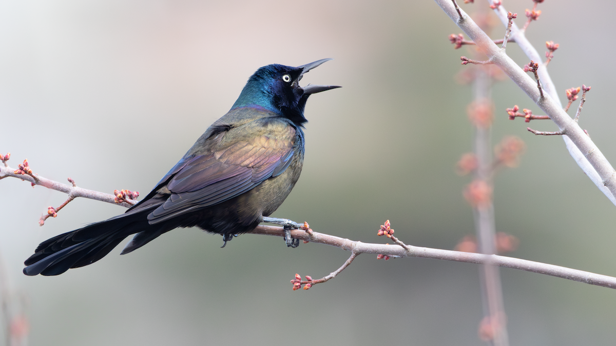 Common Grackle - ML633933020