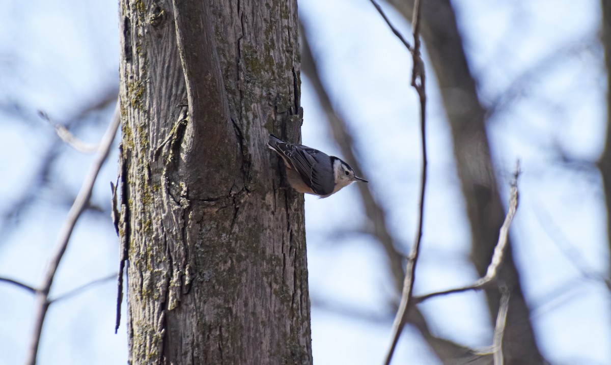 White-breasted Nuthatch - ML633933038