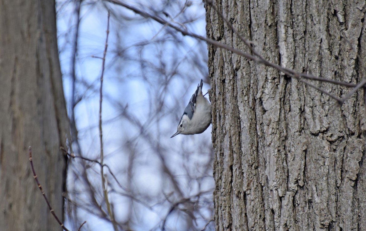 White-breasted Nuthatch - ML633933039