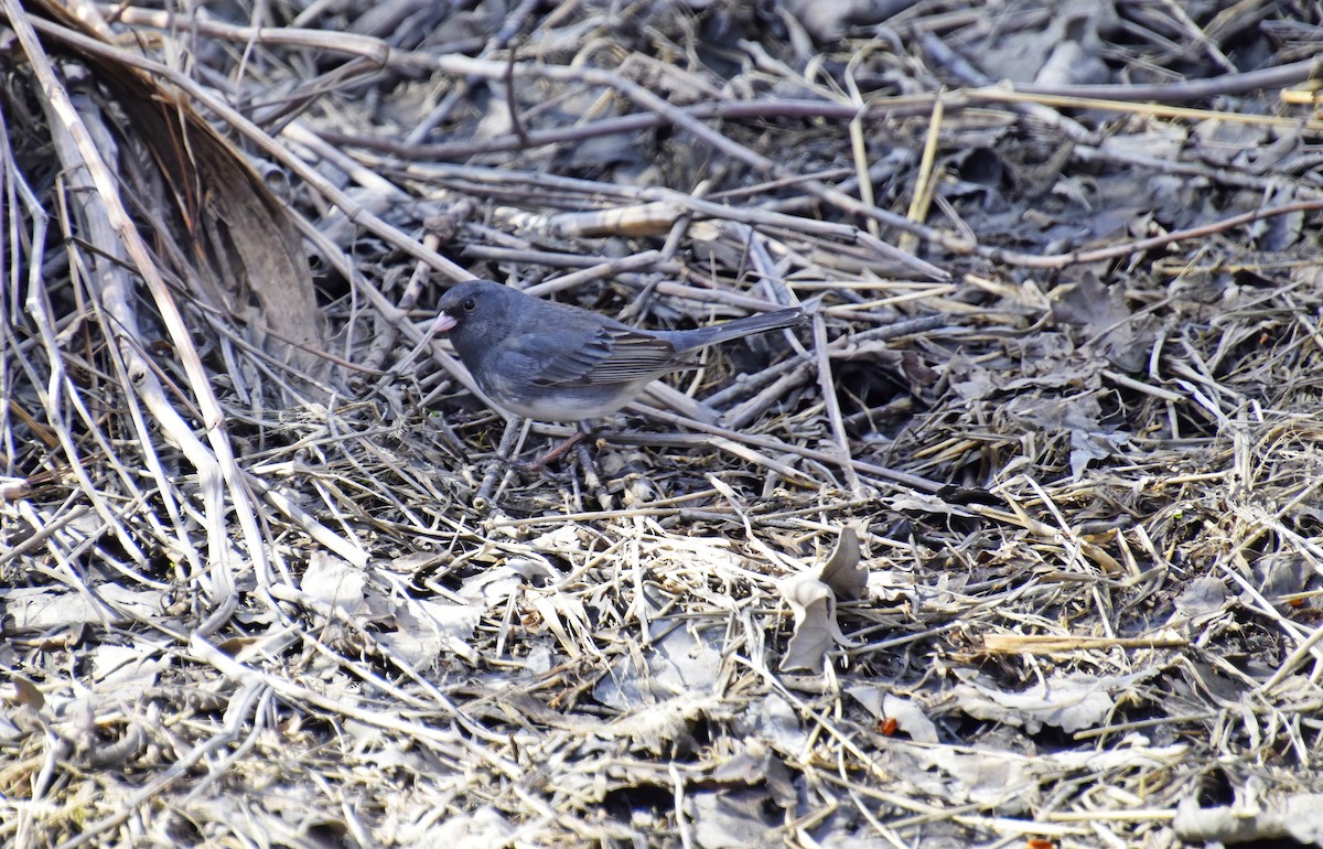 Dark-eyed Junco - ML633933064