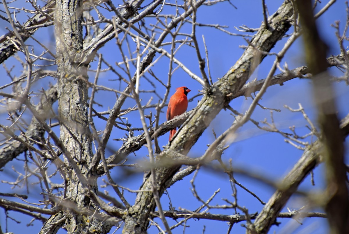 Northern Cardinal - ML633933081