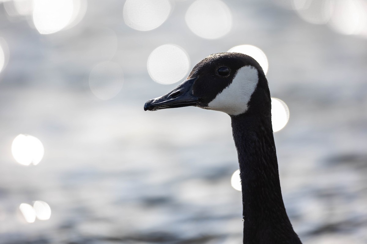 Branta kanadar handia - ML633933138