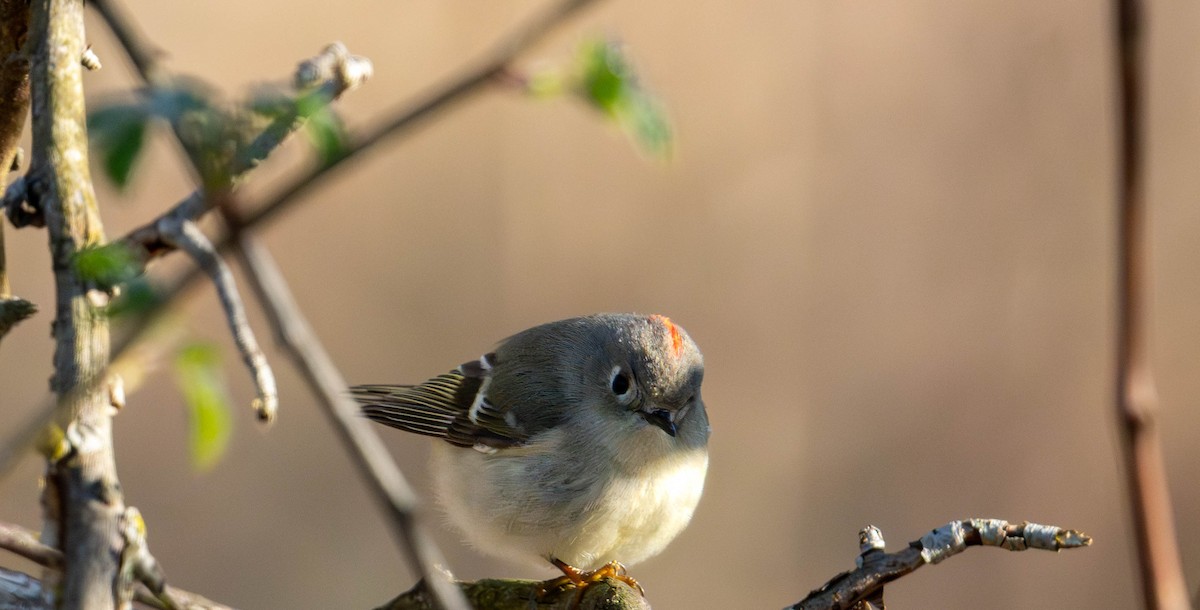 Ruby-crowned Kinglet - ML633933144