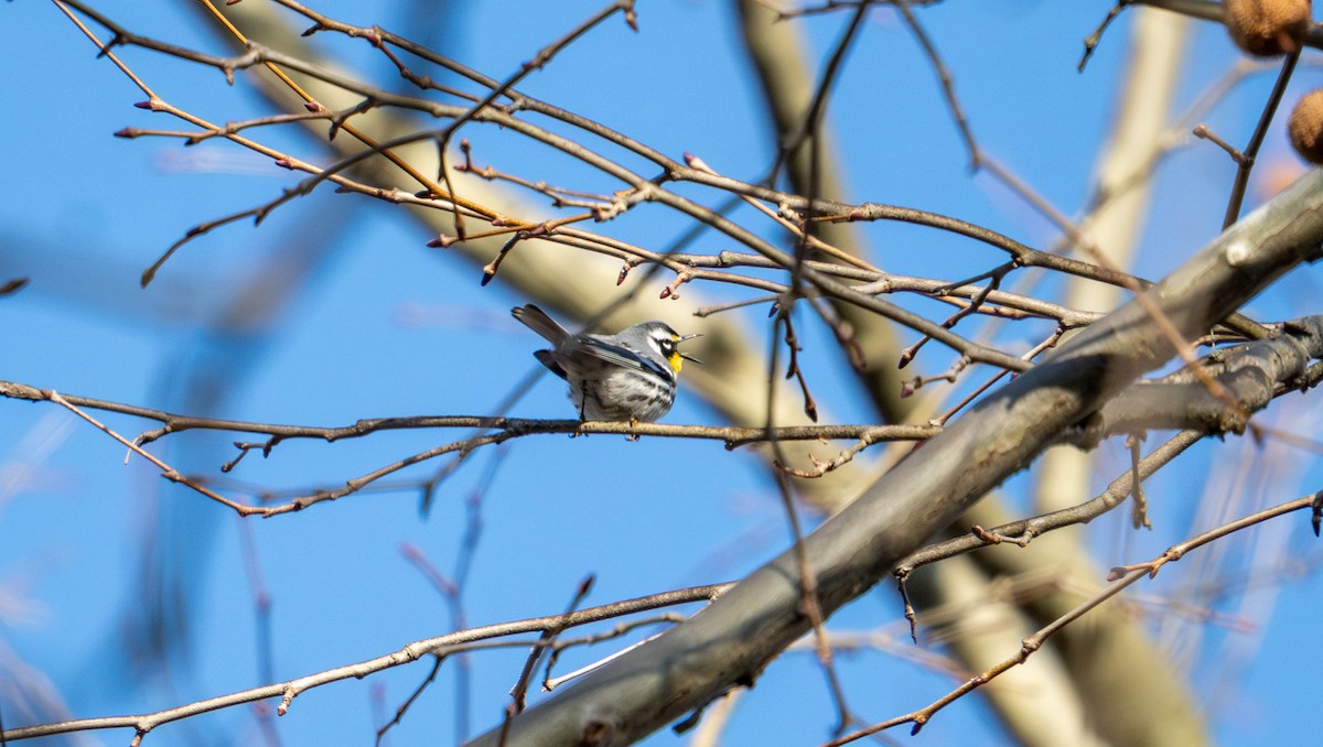 Yellow-throated Warbler - ML633933146