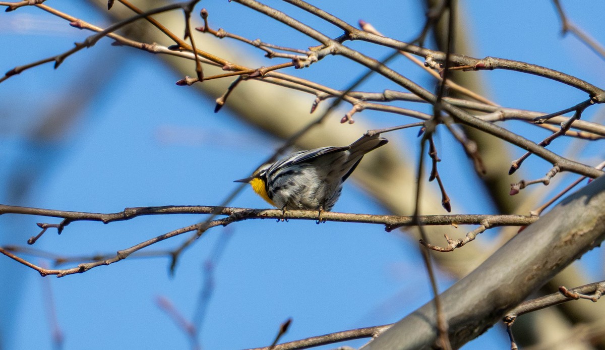 Yellow-throated Warbler - ML633933147
