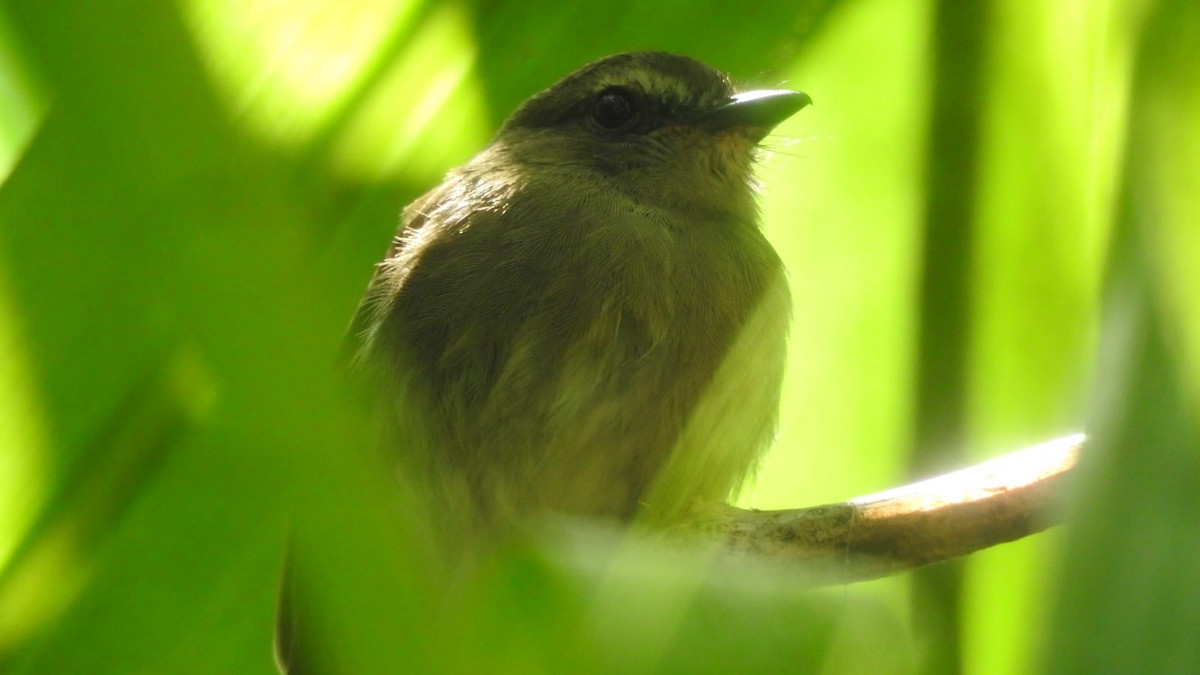 Fuscous Flycatcher - ML633933164