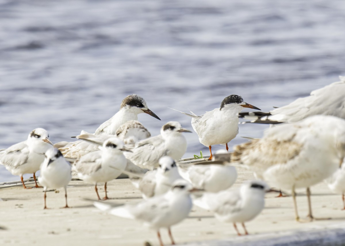 Forster's Tern - ML633933184