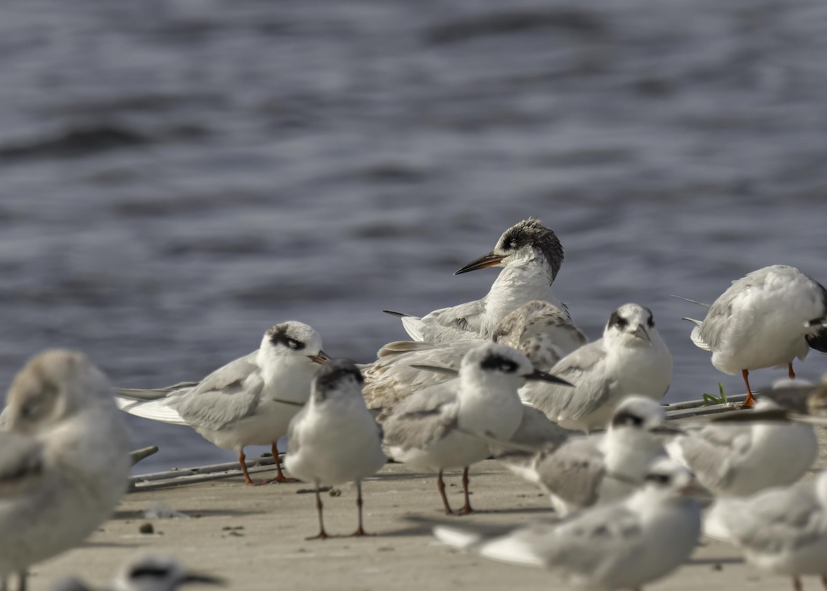 Forster's Tern - ML633933185