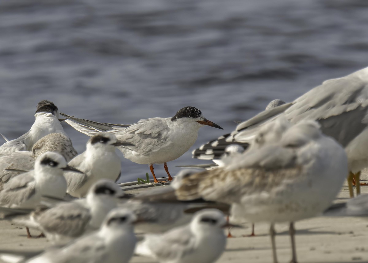 Forster's Tern - ML633933186