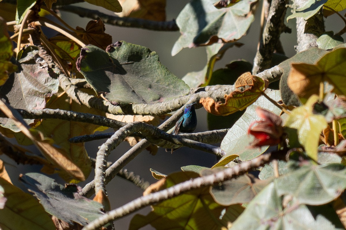 Mexiko-Veilchenohrkolibri - ML633933188