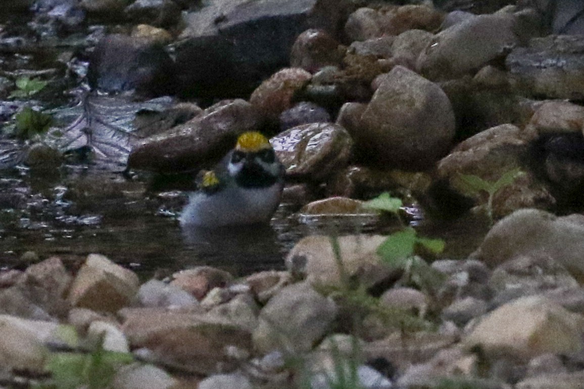 Golden-winged Warbler - ML633933213