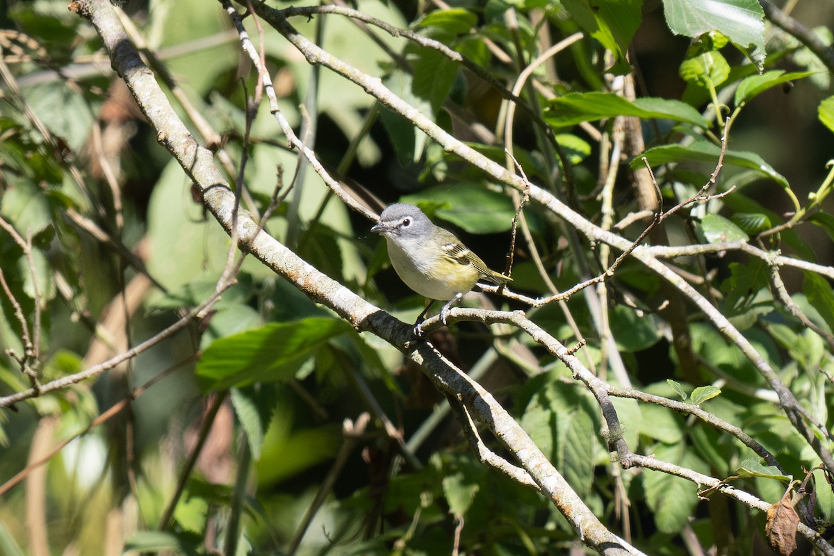 Blue-headed Vireo - ML633933227