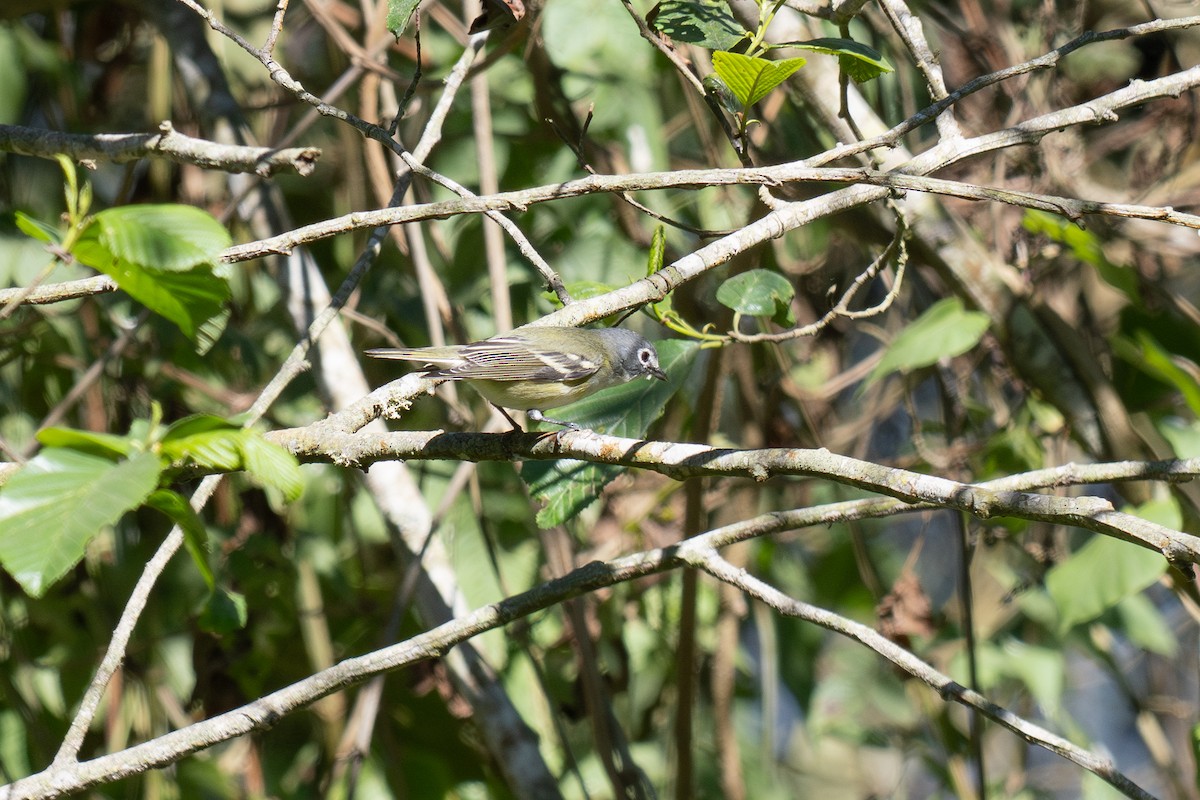 Blue-headed Vireo - ML633933228