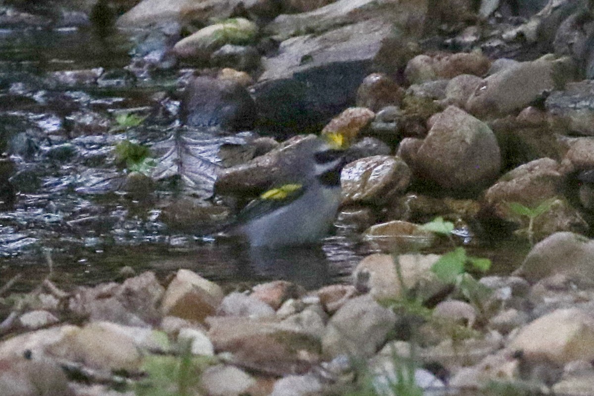 Golden-winged Warbler - ML633933233