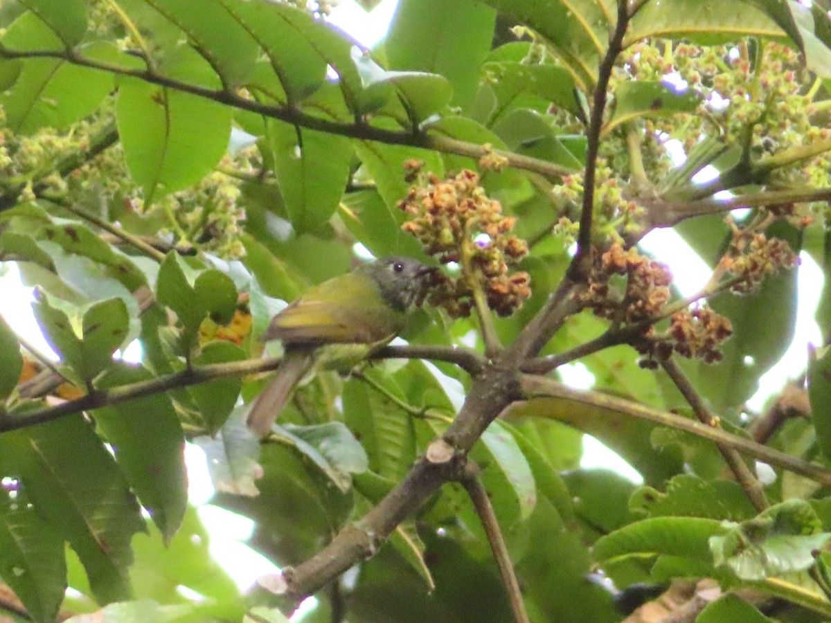 Streak-necked Flycatcher - ML633933270