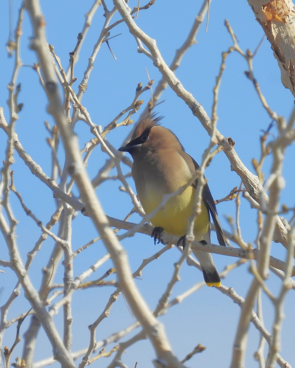 Cedar Waxwing - ML633933325