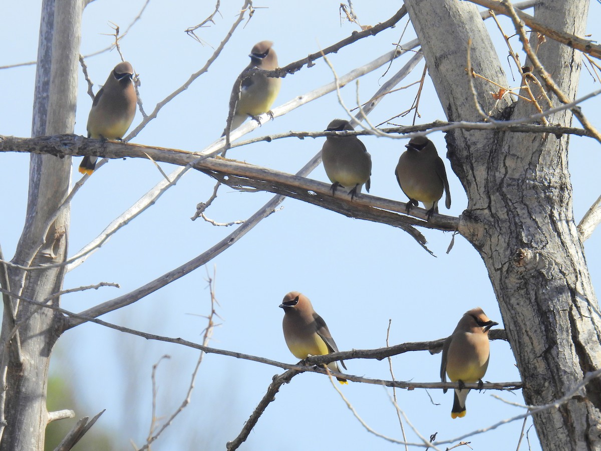 Cedar Waxwing - ML633933326