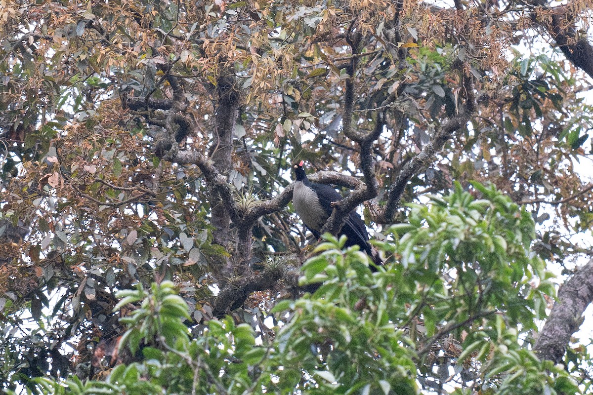 Horned Guan - ML633933415