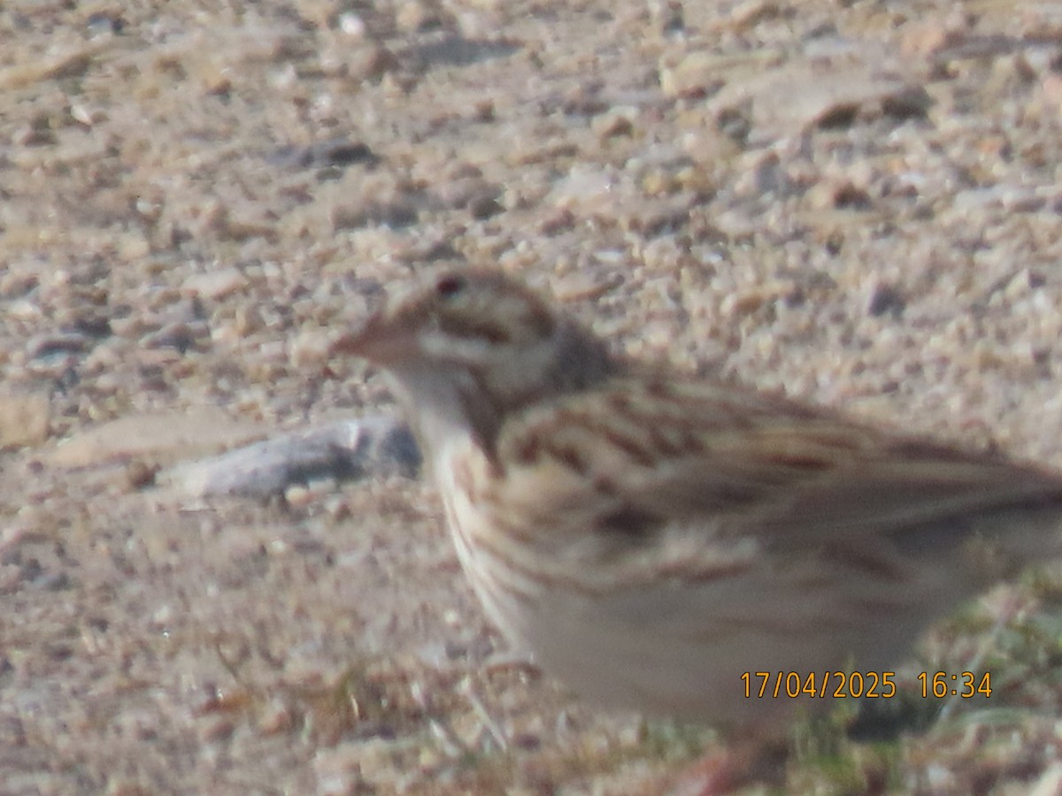 Vesper Sparrow - ML633933425
