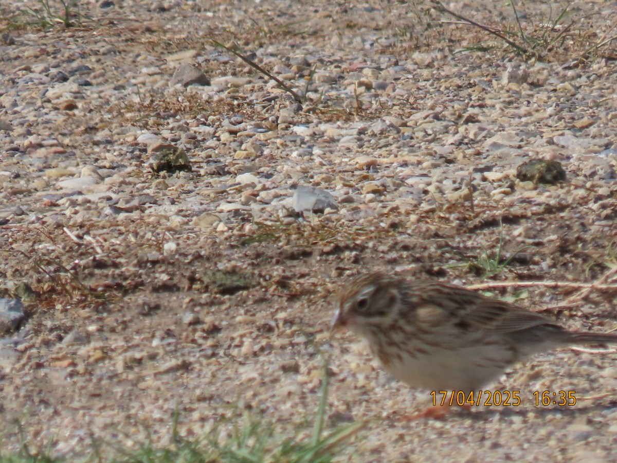 Vesper Sparrow - ML633933426