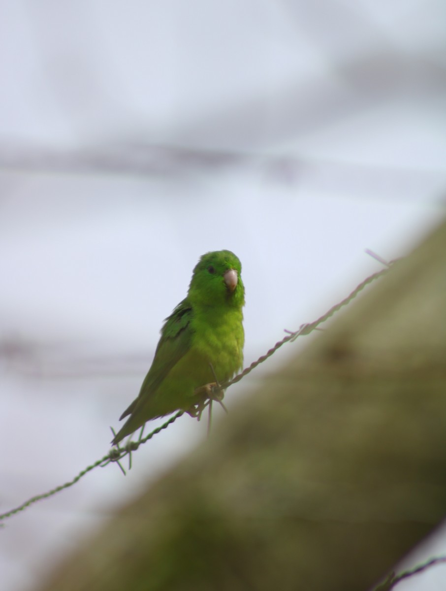 Spectacled Parrotlet - ML633933514