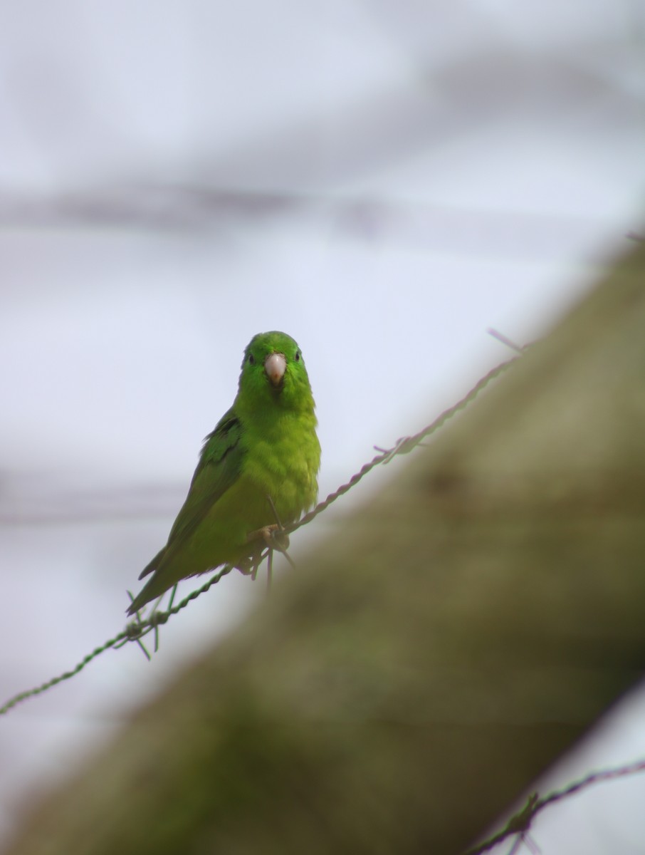 Spectacled Parrotlet - ML633933515