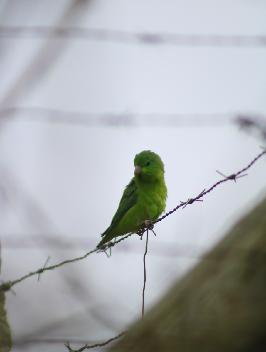 Spectacled Parrotlet - ML633933516