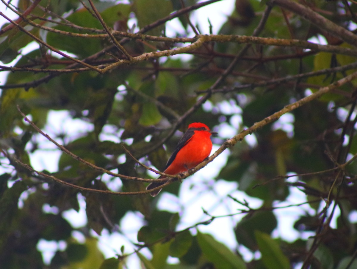 Vermilion Flycatcher - ML633933547