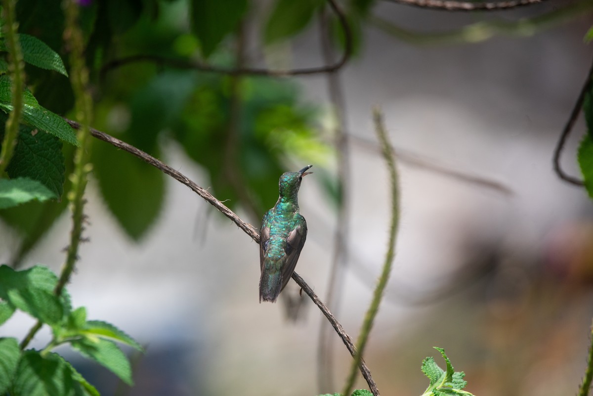 Mangrov Kolibri - ML633933551