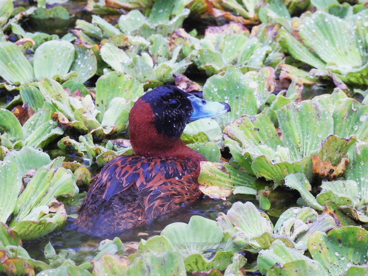 Masked Duck - ML633933615