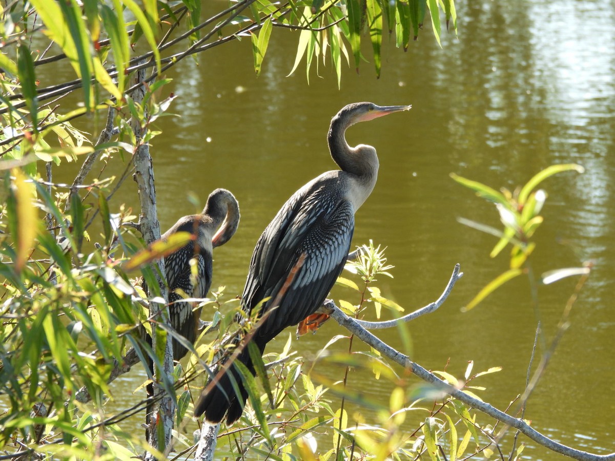 Anhinga - ML633933617