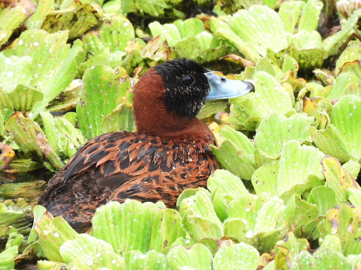 Masked Duck - ML633933618