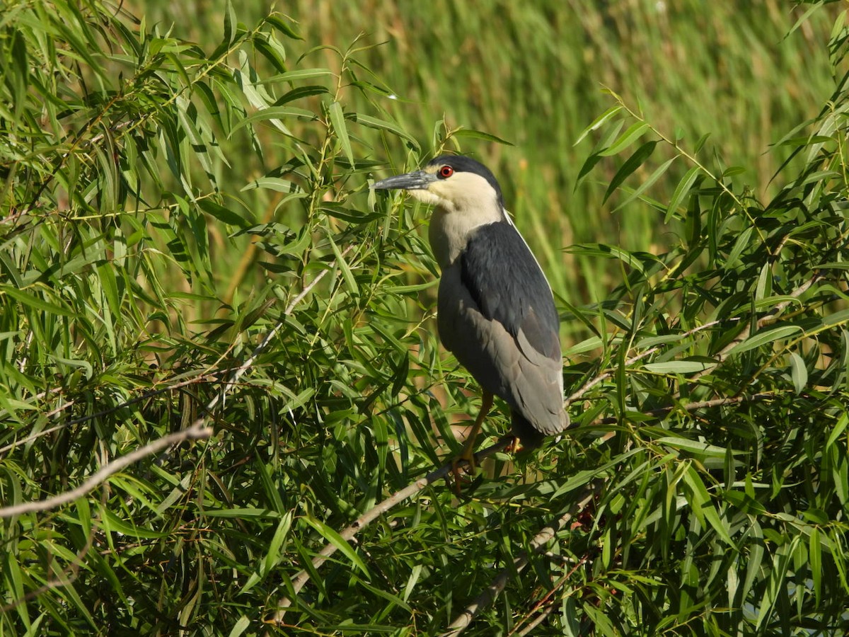 Black-crowned Night Heron - ML633933631