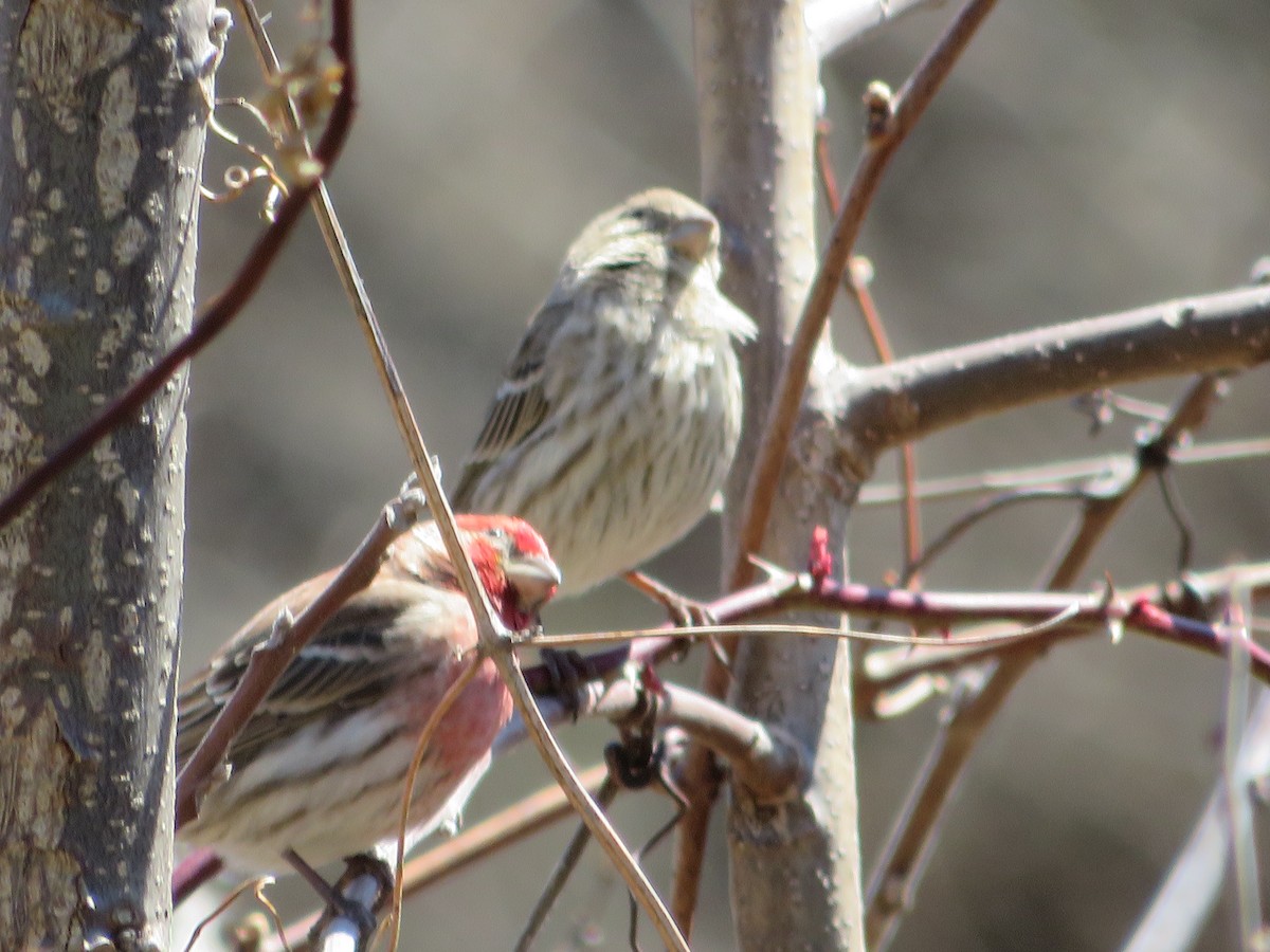 House Finch - ML633933715