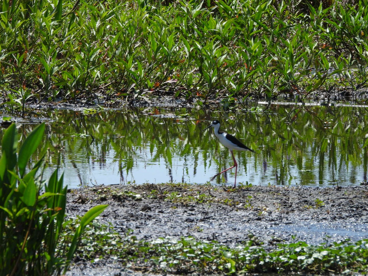 Black-necked Stilt - ML633933722