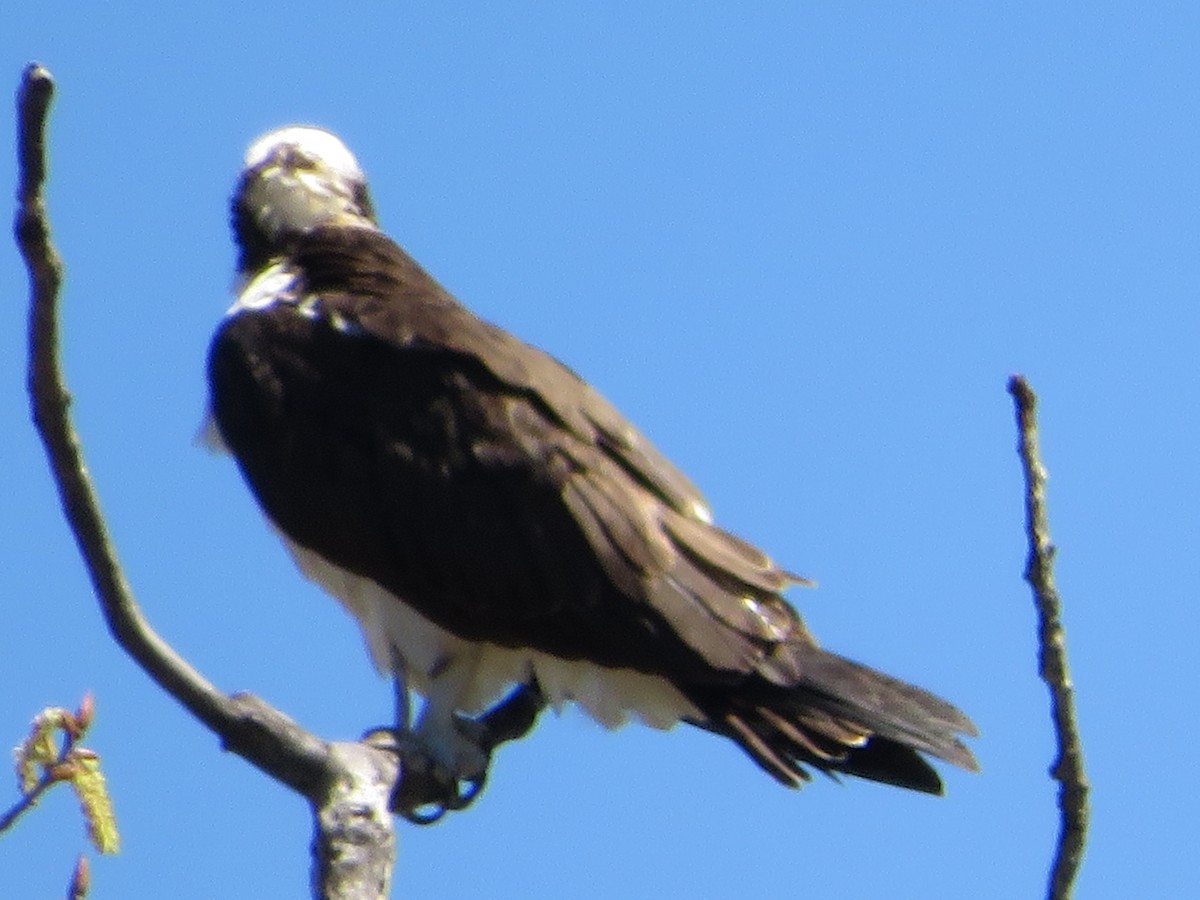 Osprey - ML633933781