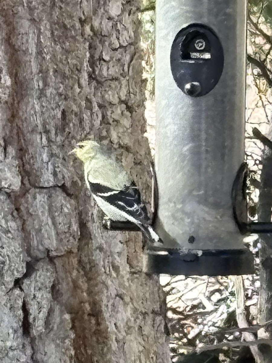 gulstillits - ML633933870